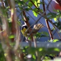 Common Yellowthroat Bird 714