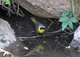 Common Yellowthroat Bird 894