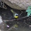 Common Yellowthroat Bird 894