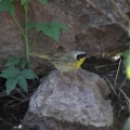 Common Yellowthroat Bird 903
