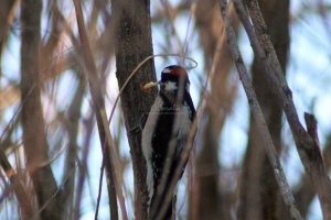 Downy Woodpecker bird 273