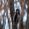 Downy Woodpecker bird 274