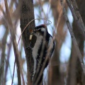 Downy Woodpecker bird 277