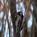 Downy Woodpecker bird 278