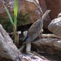 Gold-Crowned Sparrow Bird Getting Drink 288