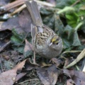 Golden Crowned Sparrow Bird 123