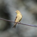 Goldfinch Bird 217