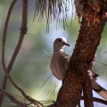 Jefferson County Oregon Dove Bird 1150