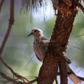 Jefferson County Oregon Dove Bird 1179