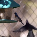 Lazuli Bunting bird 1551