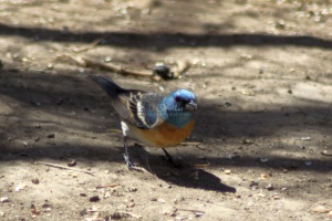 Lazuli Bunting bird 3146