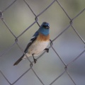 Lazuli Bunting bird 3639
