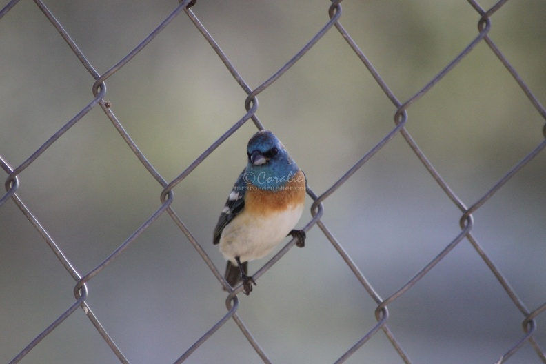 Lazuli_Bunting_bird_3650.jpg