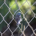 Lazuli Bunting bird 3783