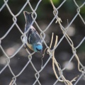 Lazuli Bunting bird 3991