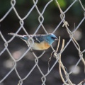 Lazuli Bunting bird 3998