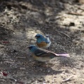 Lazuli Bunting bird 4275