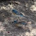 Lazuli Bunting bird 4278