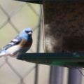 Lazuli Bunting bird at feeder 1569