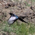 Magpie Bird in Flight 631