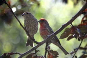 Male Female House Finch Birds 068