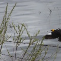 Male Yellow Headed Black Bird 165