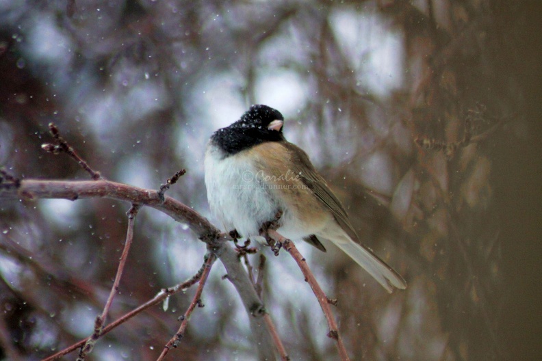 Oregon_Junko_Bird_waiting_out_the_snow_212.jpg