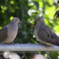 Pair fo Dove Birds 057