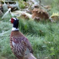 Pheasant bird 031