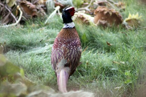 Pheasant bird 037