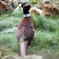 Pheasant bird 037