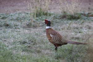 Pheasant bird 093