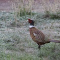 Pheasant bird 093