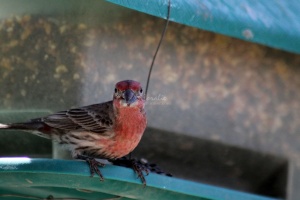 Red House Finch Bird 009