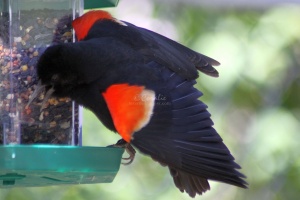 Red Winged Black Bird at the Feeder 158