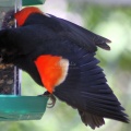 Red Winged Black Bird at the Feeder 158