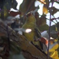 Western Tanager Bird 087