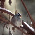 White-Crowned Sparrow bird 020