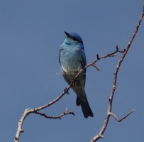 blue bird 572