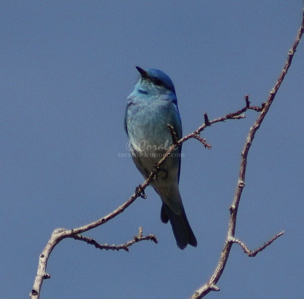 blue_bird_572.jpg