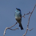 blue bird 572