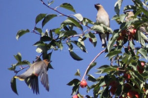 cedar waxwing bird in the apple tree 336