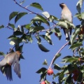 cedar waxwing bird in the apple tree 336