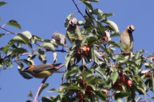 cedar waxwing bird in the apple tree 375