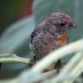 fledgeling Finch bird 1626
