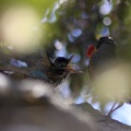 flegeling robin bird 063