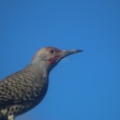 flicker woodpecker bird 006
