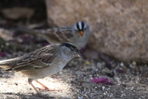 golden crowned sparrow and smaller white crowned sparrow bird 270