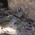 golden crowned sparrow and smaller white crowned sparrow bird 270