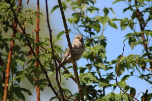 house sparrow bird 291